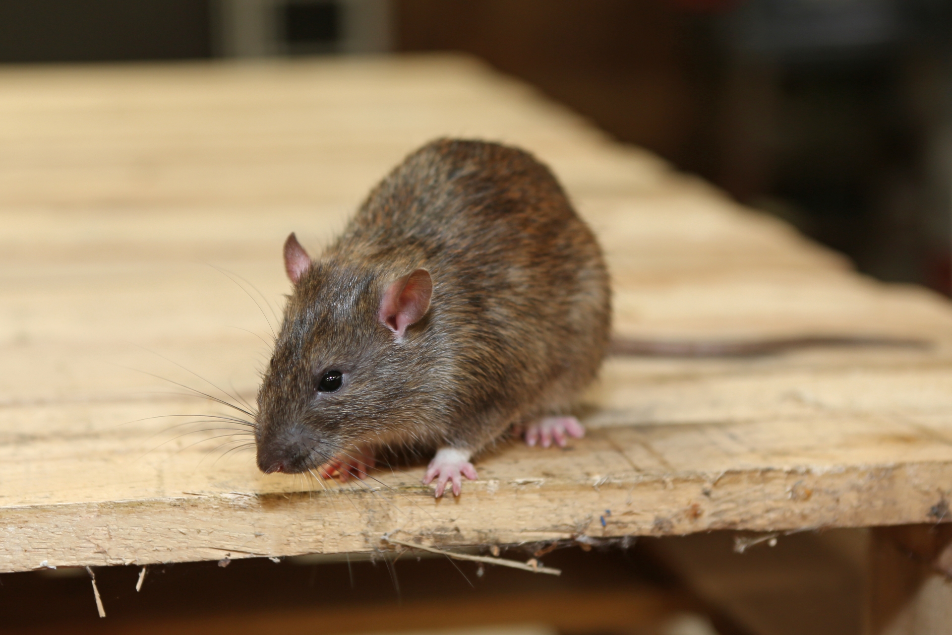 Rat Infestation, Pest Control in Camden Town, NW1. Call Now 020 8166 9746