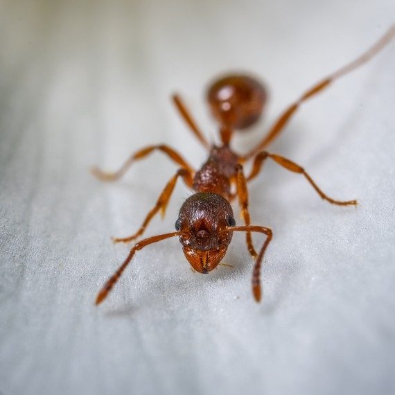 Field Ants, Pest Control in Camden Town, NW1. Call Now! 020 8166 9746
