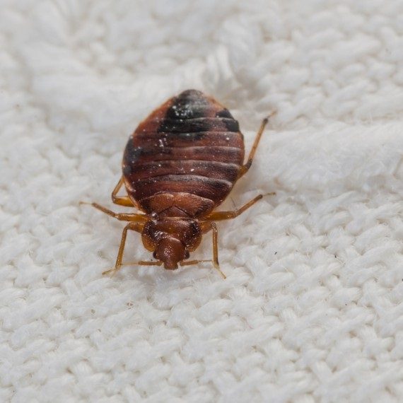Bed Bugs, Pest Control in Camden Town, NW1. Call Now! 020 8166 9746