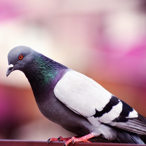 Birds, Pest Control in Camden Town, NW1. Call Now! 020 8166 9746