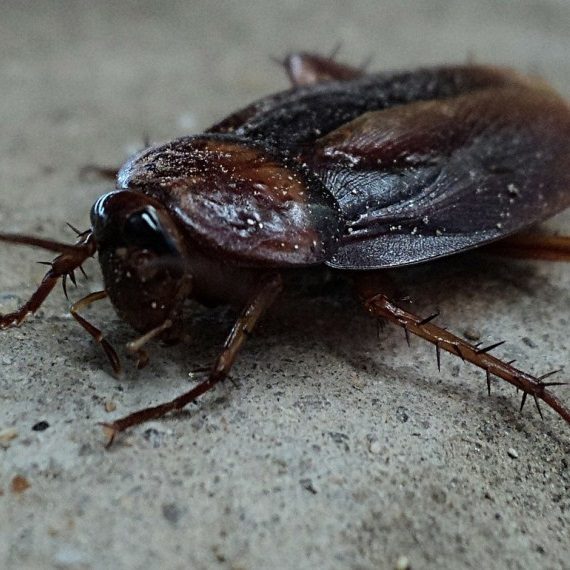 Cockroaches, Pest Control in Camden Town, NW1. Call Now! 020 8166 9746