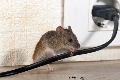 Pest Control in Camden Town, NW1. Call Now! 020 8166 9746