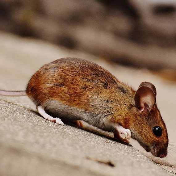 Mice, Pest Control in Camden Town, NW1. Call Now! 020 8166 9746