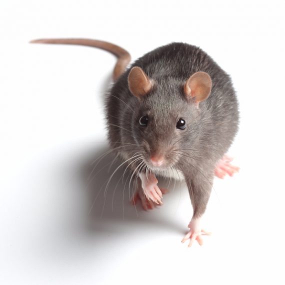 Rats, Pest Control in Camden Town, NW1. Call Now! 020 8166 9746