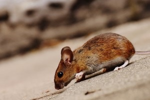 Mouse extermination, Pest Control in Camden Town, NW1. Call Now 020 8166 9746