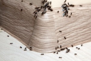 Ant Control, Pest Control in Camden Town, NW1. Call Now 020 8166 9746