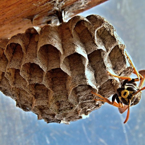 Wasps Nest, Pest Control in Camden Town, NW1. Call Now! 020 8166 9746